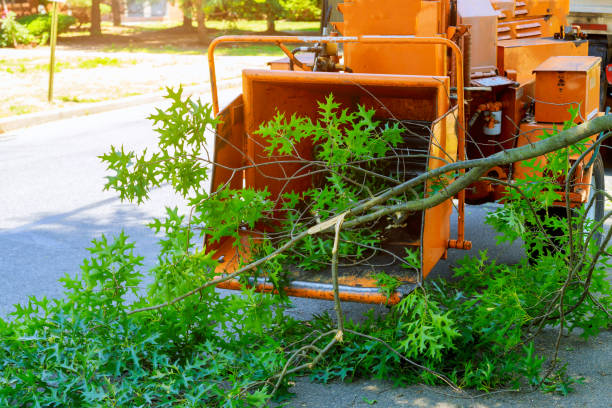 Professional Tree Removal in Oakton, VA